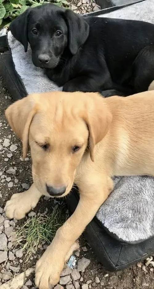 Super Pedigree Working Labrador Puppy available now for viewing for sale in Isleworth, Hounslow, Greater London - Image 6