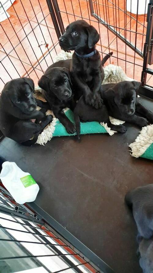 10 black kc registered labrador puppies, mixed litter for sale in Honiton devon - Image 9