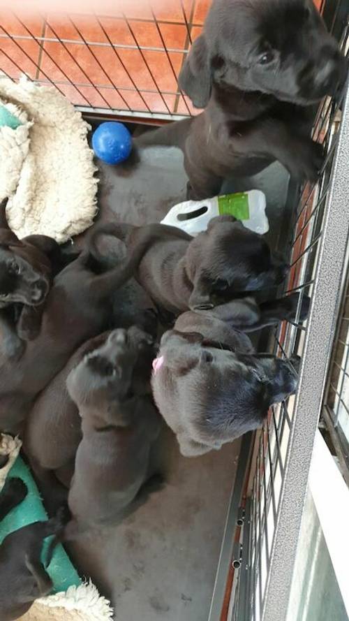 10 black kc registered labrador puppies, mixed litter for sale in Honiton devon - Image 10