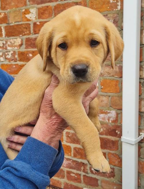 Beautiful litter of labrador puppies for sale in Louth, Lincolnshire - Image 4