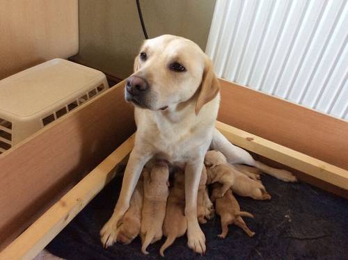 Beautiful litter of labrador puppies for sale in Louth, Lincolnshire - Image 6