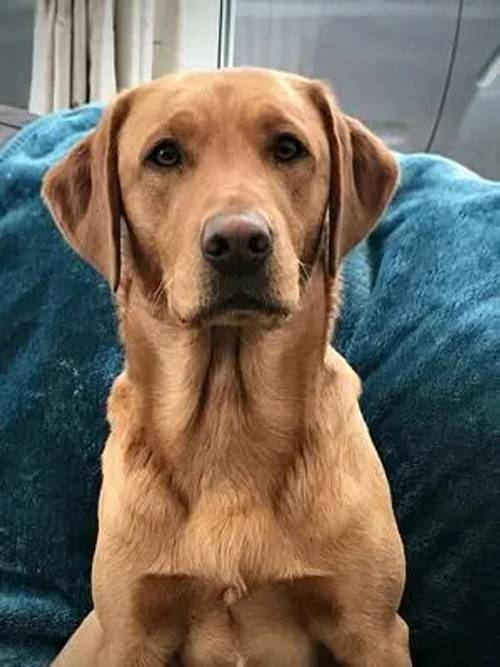 KC Registered Labrador Puppies - All pups reserve with deposits to forever homes for sale in Thornton Hough, Merseyside - Image 2