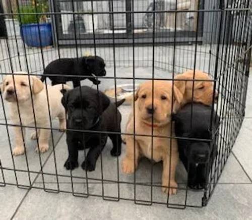 KC Registered Labrador Puppies - All pups reserve with deposits to forever homes for sale in Thornton Hough, Merseyside - Image 3
