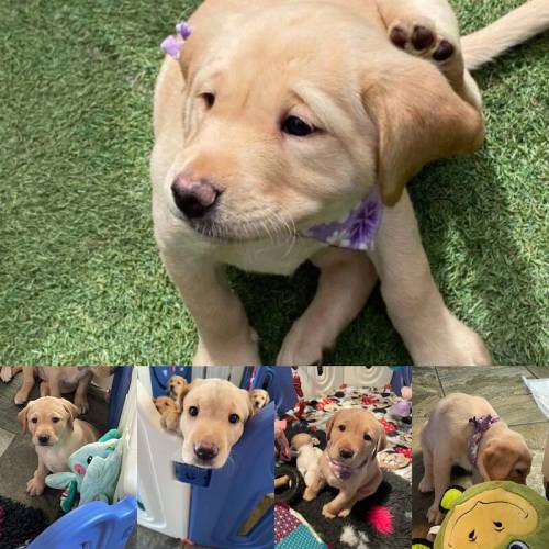 Beautiful Pedigree Yellow & Fox Red Labrador Puppies! for sale in Doncaster, South Yorkshire - Image 3