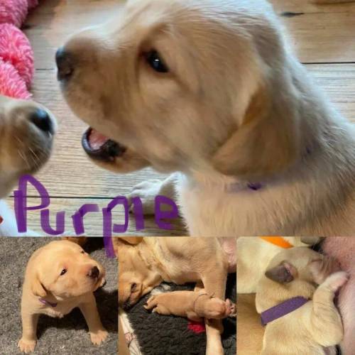 Beautiful Pedigree Yellow & Fox Red Labrador Puppies! for sale in Doncaster, South Yorkshire - Image 9