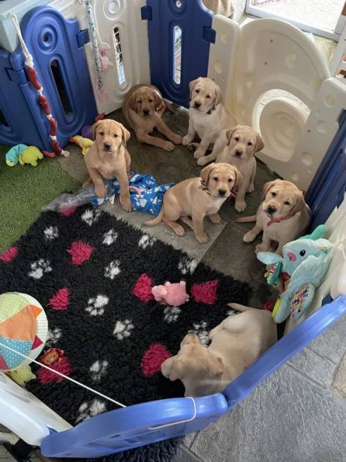 Beautiful Pedigree Yellow & Fox Red Labrador Puppies! for sale in Doncaster, South Yorkshire - Image 5