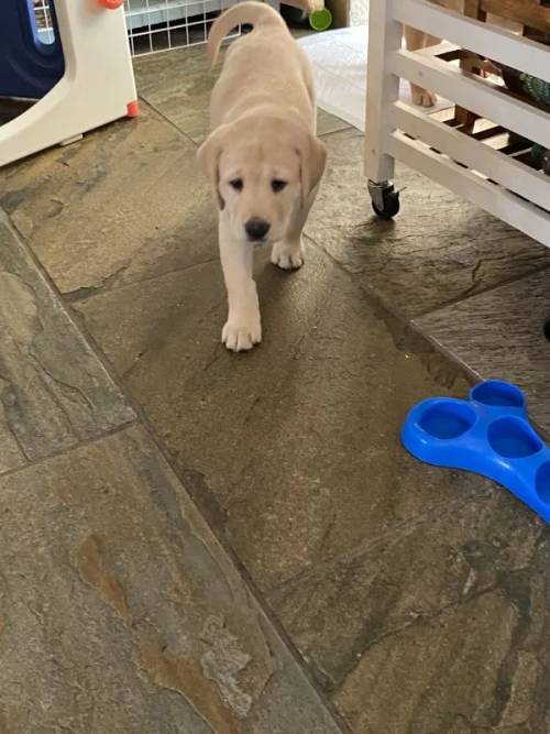 Beautiful Pedigree Yellow & Fox Red Labrador Puppies! for sale in Doncaster, South Yorkshire - Image 10