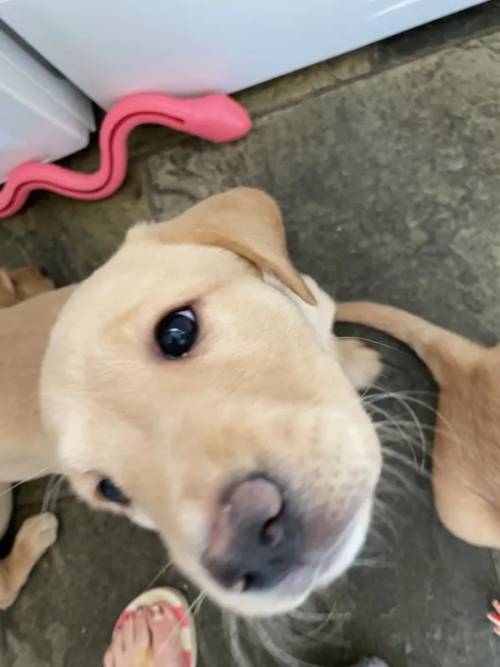 Beautiful Pedigree Yellow & Fox Red Labrador Puppies! for sale in Doncaster, South Yorkshire - Image 11