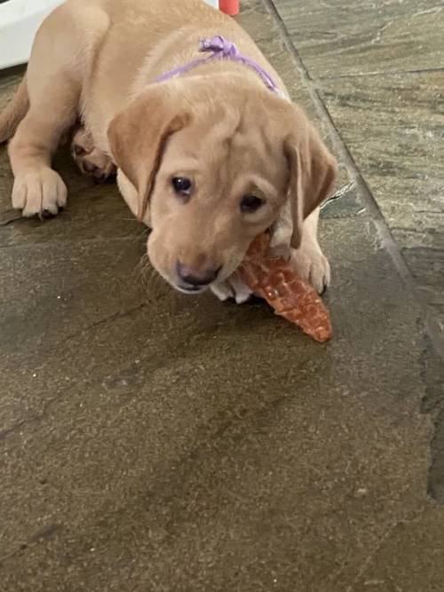 Beautiful Pedigree Yellow & Fox Red Labrador Puppies! for sale in Doncaster, South Yorkshire - Image 12