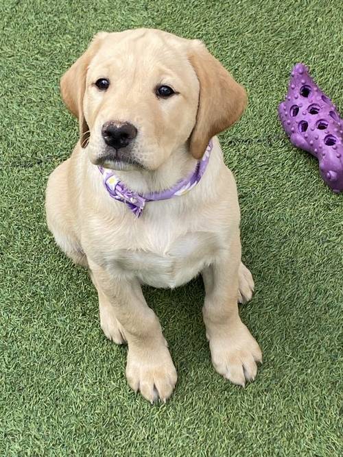 Beautiful Pedigree Yellow & Fox Red Labrador Puppies! for sale in Doncaster, South Yorkshire - Image 15