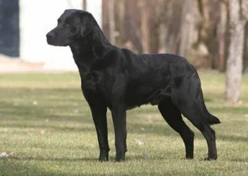 FTCH Sired labrador pups for sale in Shropshire - Image 2