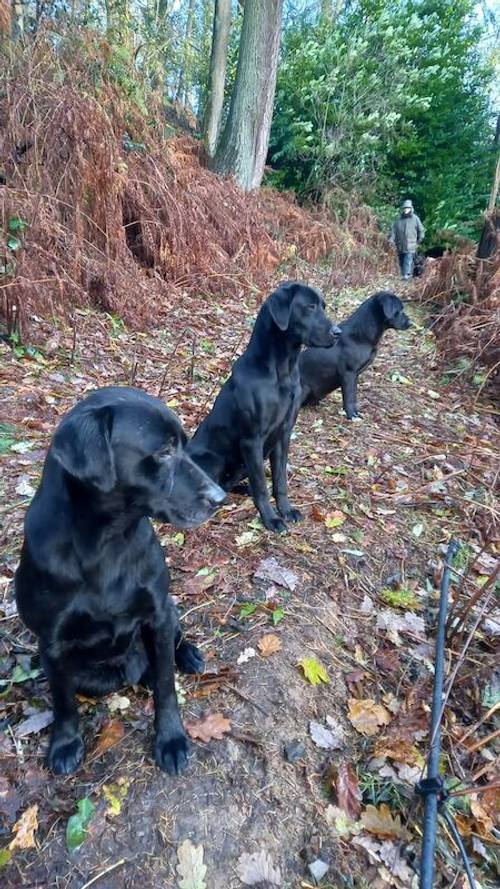 FTCH Sired labrador pups for sale in Shropshire - Image 1