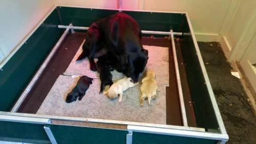 FTCH Sired labrador pups for sale in Shropshire - Image 3