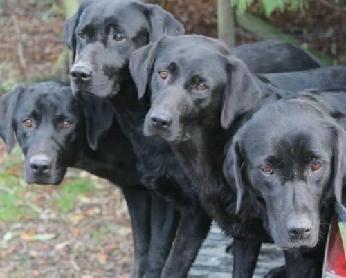 FTCH Sired labrador pups for sale in Shropshire - Image 4