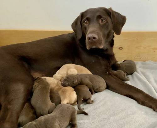 Lovely chocolate male puppies available for sale in Gateshead, Tyne and Wear - Image 1