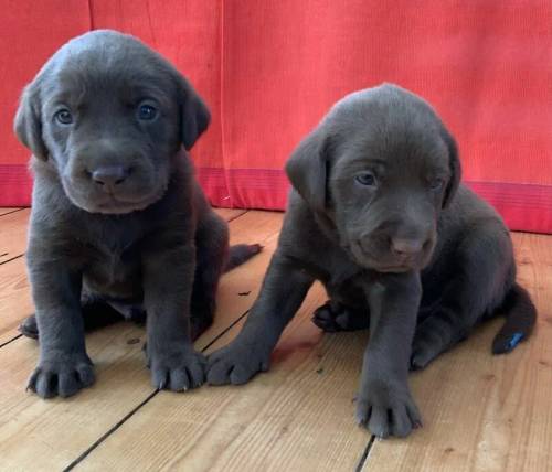 Lovely chocolate male puppies available for sale in Gateshead, Tyne and Wear - Image 2