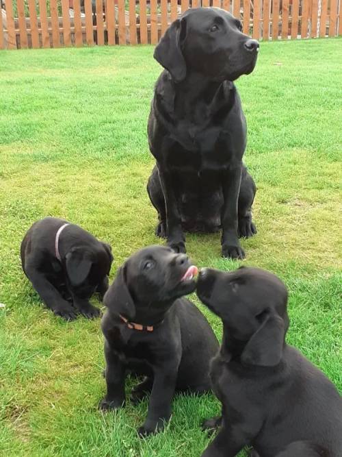 KC Registered Black Labrador Boy for sale in Fraserburgh, Aberdeenshire - Image 2