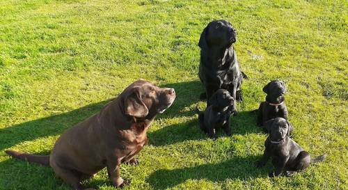 KC Registered Black Labrador Boy for sale in Fraserburgh, Aberdeenshire - Image 4