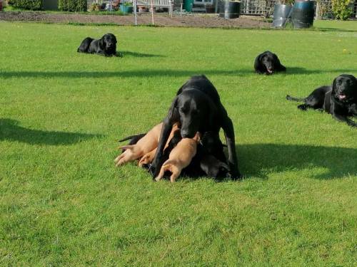 Badminton Bred Working Labrador Puppies for sale in Badminton, Gloucestershire - Image 1