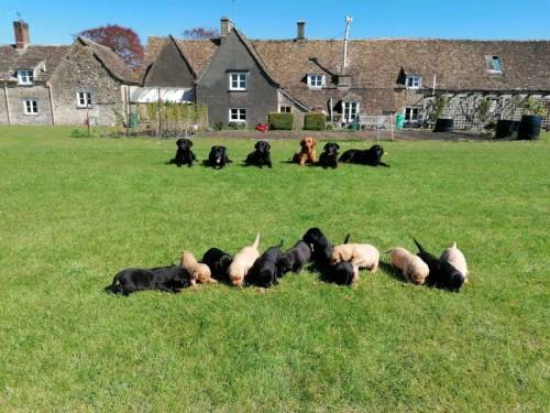 Badminton Bred Working Labrador Puppies for sale in Badminton, Gloucestershire - Image 2