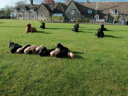 Badminton Bred Working Labrador Puppies for sale in Badminton, Gloucestershire - Image 3