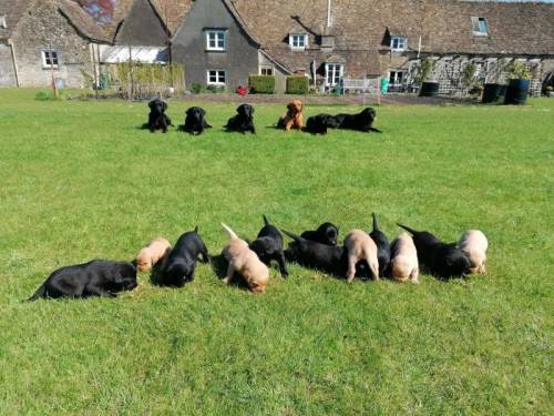 Badminton Bred Working Labrador Puppies for sale in Badminton, Gloucestershire - Image 4