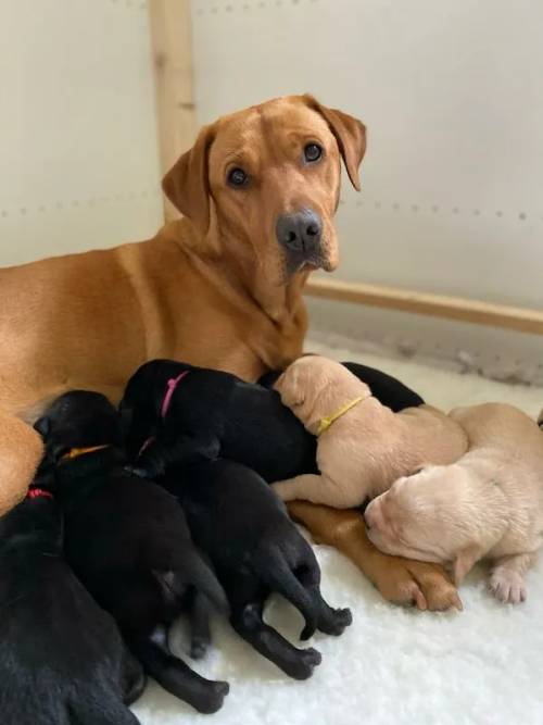 (All puppies have now be sold) Outstanding KC registered, working type Labrador puppies for sale in Crickhowell/Crughywel, Powys - Image 1