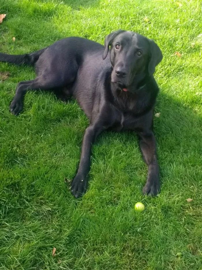 Labrador Retriever puppies for sale in Crickhowell/Crughywel, Powys – KC registered, 3 years old - Image 2 of 15