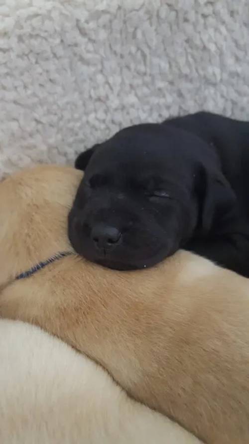 (All puppies have now be sold) Outstanding KC registered, working type Labrador puppies for sale in Crickhowell/Crughywel, Powys - Image 3