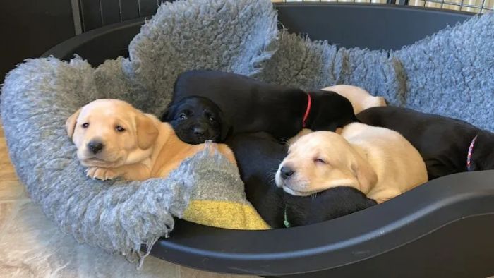 Labrador Retriever puppies for sale in Crickhowell/Crughywel, Powys – KC registered, 3 years old - Image 4 of 15