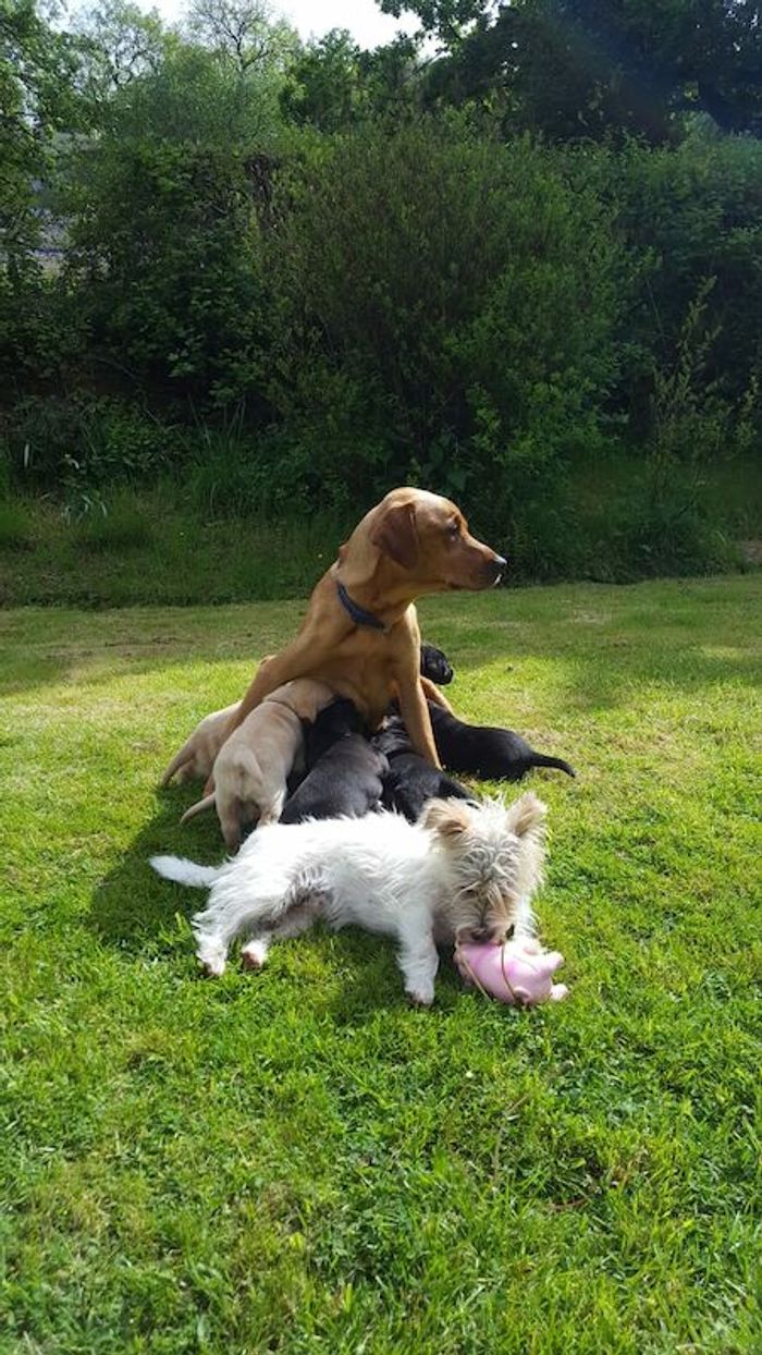 Labrador Retriever puppies for sale in Crickhowell/Crughywel, Powys – KC registered, 3 years old - Image 7 of 15