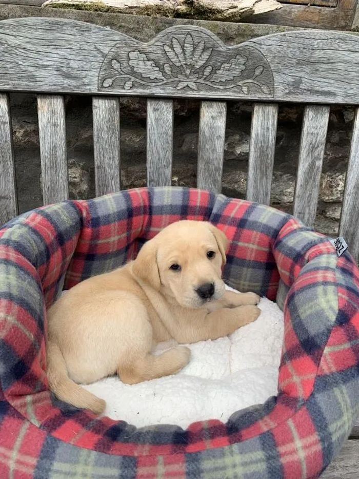 Labrador Retriever puppies for sale in Crickhowell/Crughywel, Powys – KC registered, 3 years old - Image 8 of 15
