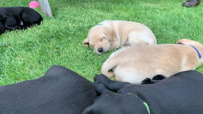 Labrador Retriever puppies for sale in Crickhowell/Crughywel, Powys – KC registered, 3 years old - Image 9 of 15