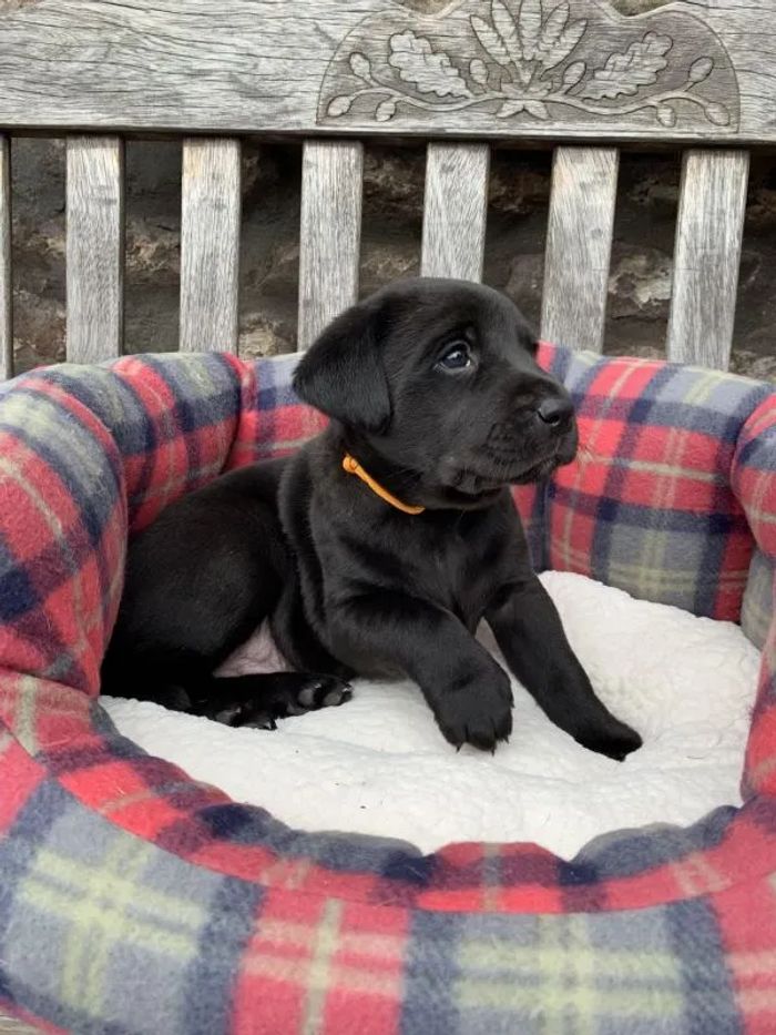 Labrador Retriever puppies for sale in Crickhowell/Crughywel, Powys – KC registered, 3 years old - Image 10 of 15