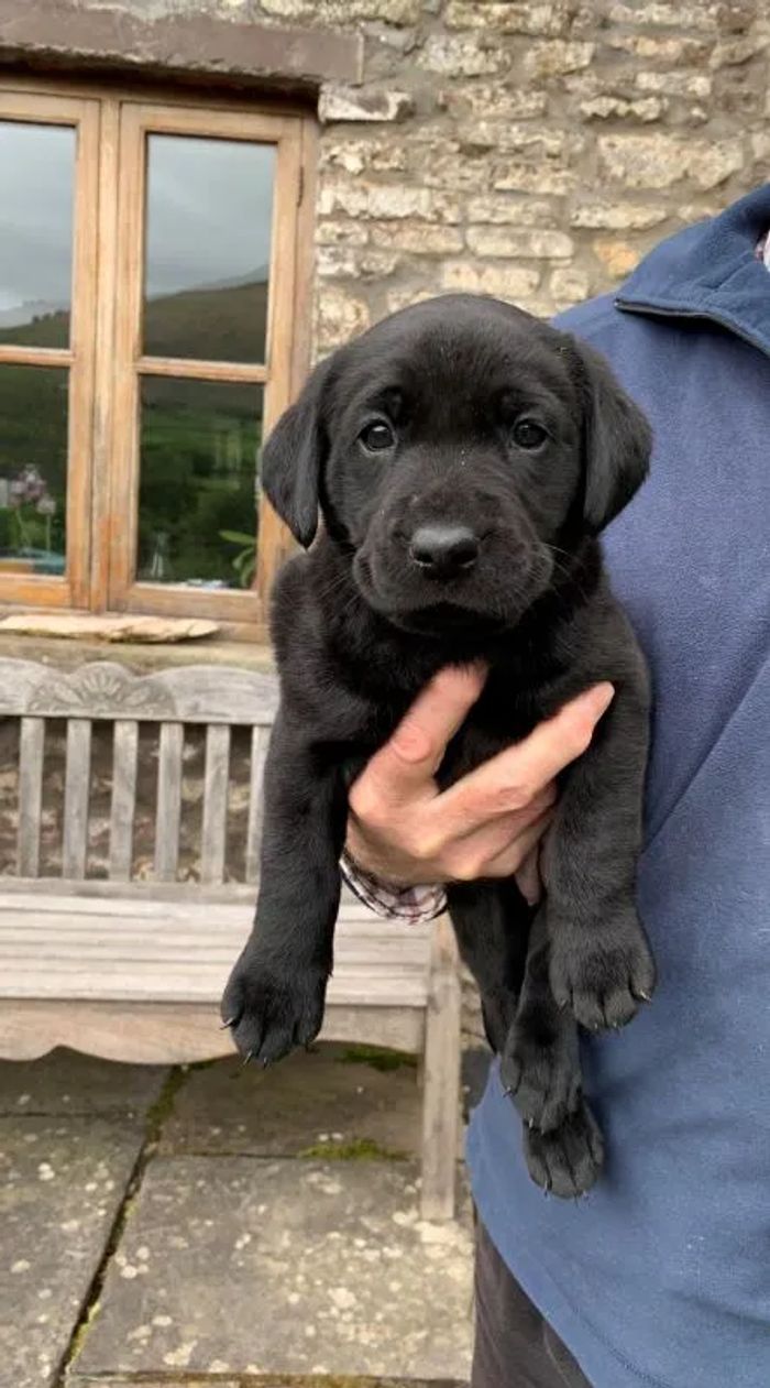 Labrador Retriever puppies for sale in Crickhowell/Crughywel, Powys – KC registered, 3 years old - Image 11 of 15