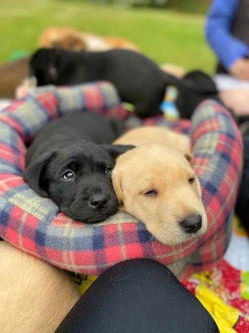 (All puppies have now be sold) Outstanding KC registered, working type Labrador puppies for sale in Crickhowell/Crughywel, Powys - Image 12