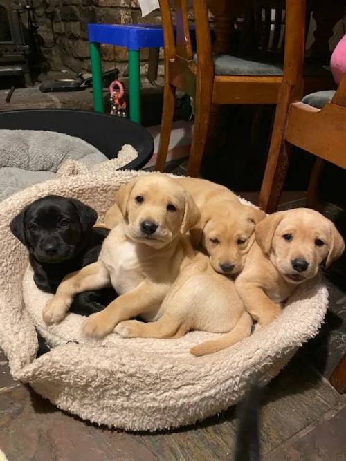 (All puppies have now be sold) Outstanding KC registered, working type Labrador puppies for sale in Crickhowell/Crughywel, Powys - Image 13
