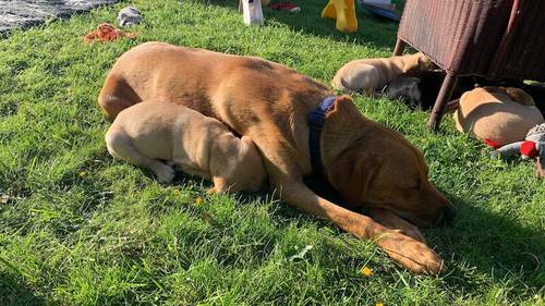 (All puppies have now be sold) Outstanding KC registered, working type Labrador puppies for sale in Crickhowell/Crughywel, Powys - Image 14