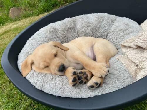 (All puppies have now be sold) Outstanding KC registered, working type Labrador puppies for sale in Crickhowell/Crughywel, Powys - Image 15