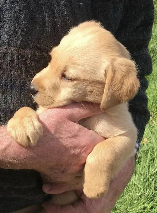 KC Registered Labrador puppies ready to leave for sale in Crow Edge, South Yorkshire - Image 2