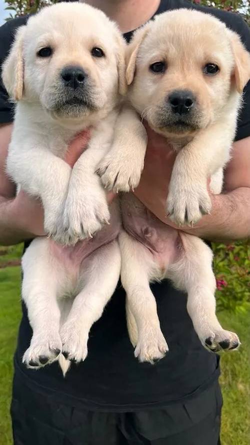 KC Registered Chunky Yellow Labrador Puppes, 4 boys left, Microchipped, 1st Vaccination, KC Insurance for sale in Ledbury, Herefordshire - Image 2