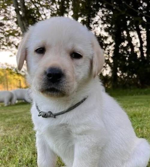 KC Registered Chunky Yellow Labrador Puppes, 4 boys left, Microchipped, 1st Vaccination, KC Insurance for sale in Ledbury, Herefordshire - Image 3