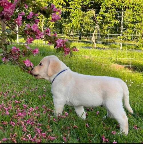 KC Registered Chunky Yellow Labrador Puppes, 4 boys left, Microchipped, 1st Vaccination, KC Insurance for sale in Ledbury, Herefordshire - Image 4