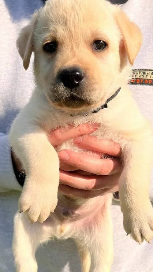 KC Registered Chunky Yellow Labrador Puppes, 4 boys left, Microchipped, 1st Vaccination, KC Insurance for sale in Ledbury, Herefordshire - Image 5