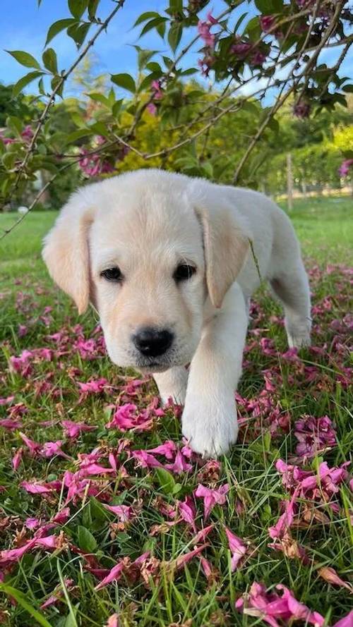 KC Registered Chunky Yellow Labrador Puppes, 4 boys left, Microchipped, 1st Vaccination, KC Insurance for sale in Ledbury, Herefordshire - Image 6