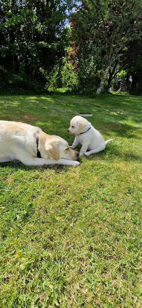 KC Registered Chunky Yellow Labrador Puppes, 4 boys left, Microchipped, 1st Vaccination, KC Insurance for sale in Ledbury, Herefordshire - Image 10