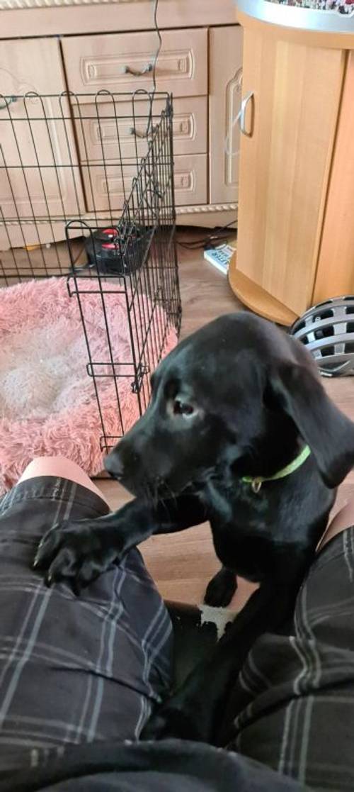 *Reduced* READY NOW 1 LEFT KC REG LABRADORS for sale in Manchester, Greater Manchester - Image 5
