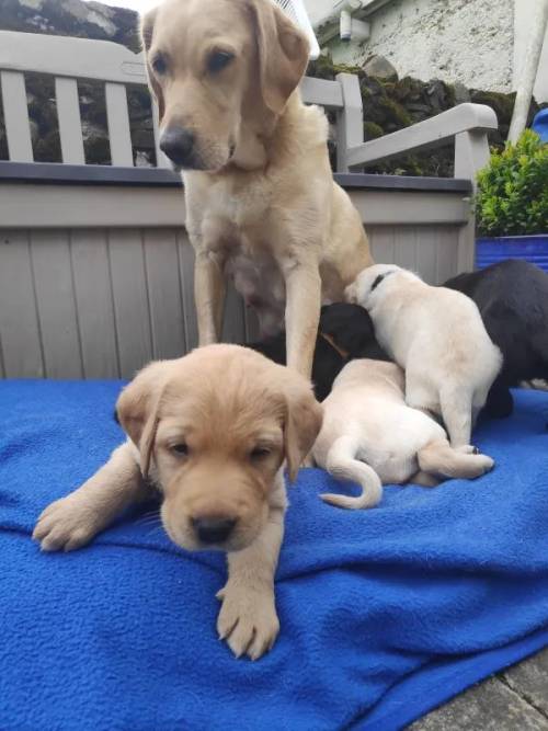 Heathy & Happy black/yellow female pups, to both working parents, family reared, Exceptional FTCH pedigrees. for sale in Kendal, Cumbria - Image 1