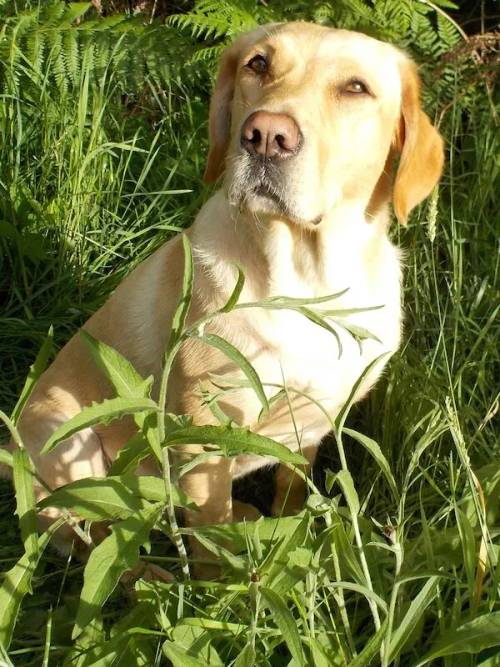 Heathy & Happy black/yellow female pups, to both working parents, family reared, Exceptional FTCH pedigrees. for sale in Kendal, Cumbria - Image 2