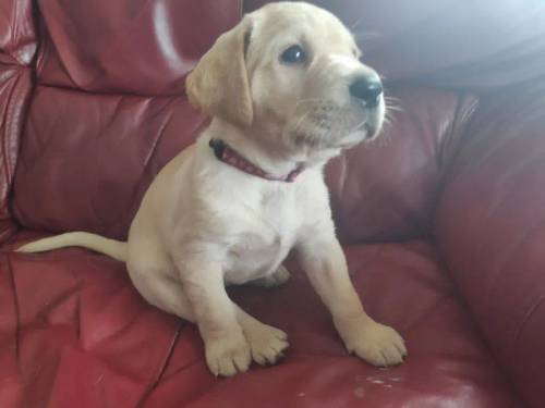 Heathy & Happy black/yellow female pups, to both working parents, family reared, Exceptional FTCH pedigrees. for sale in Kendal, Cumbria - Image 4